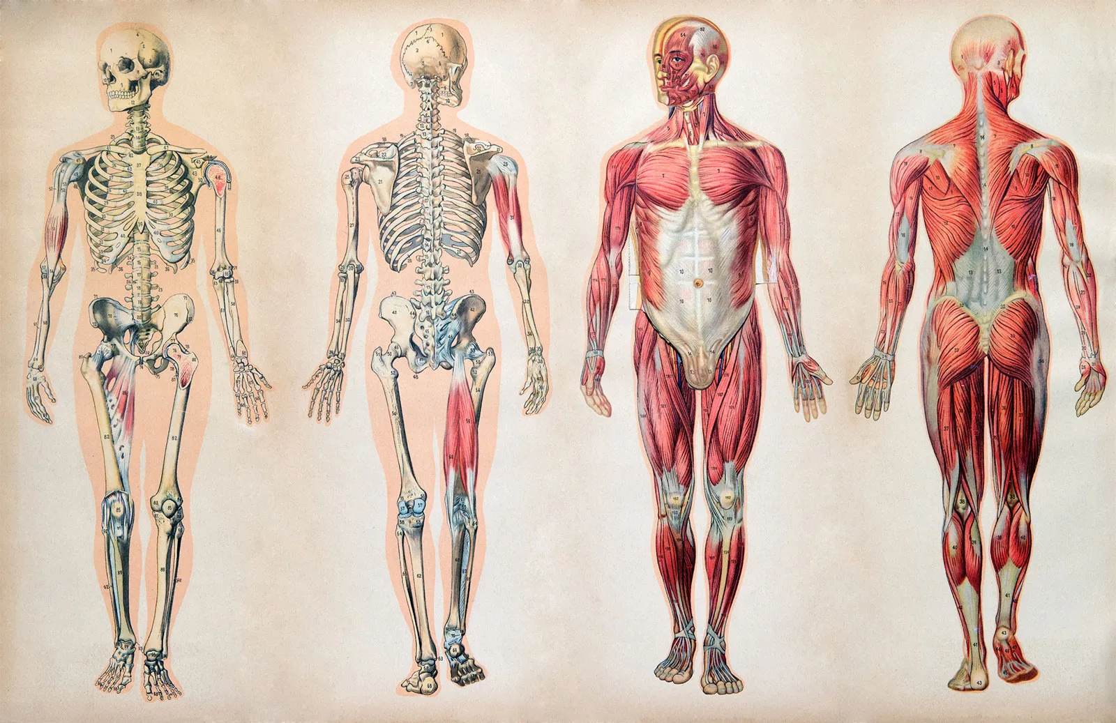 anatomia człowieka
